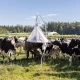 Horsefly Trap TaonX