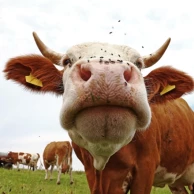 Fighting flies in livestock farming: effective and sustainable solutions Fighting flies in livestock farming: effective and sustainable solutions