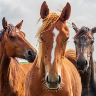 Hoe voorkom en behandel je zomereczeem bij paarden met de juiste producten? Hoe voorkom en behandel je zomereczeem bij paarden met de juiste producten?