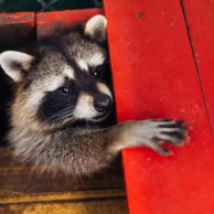 Hoe bestrijd je wasberen en andere schadelijke dieren met behulp van kooien en vallen? Hoe bestrijd je wasberen en andere schadelijke dieren met behulp van kooien en vallen?