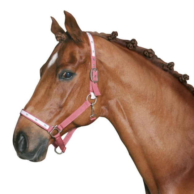 Mane elastics in packs of 500 units