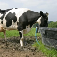 Prévenir les chaleurs et garantir une hydratation efficace grâce aux abreuvoirs de prairie Prévenir les chaleurs et garantir une hydratation efficace grâce aux abreuvoirs de prairie
