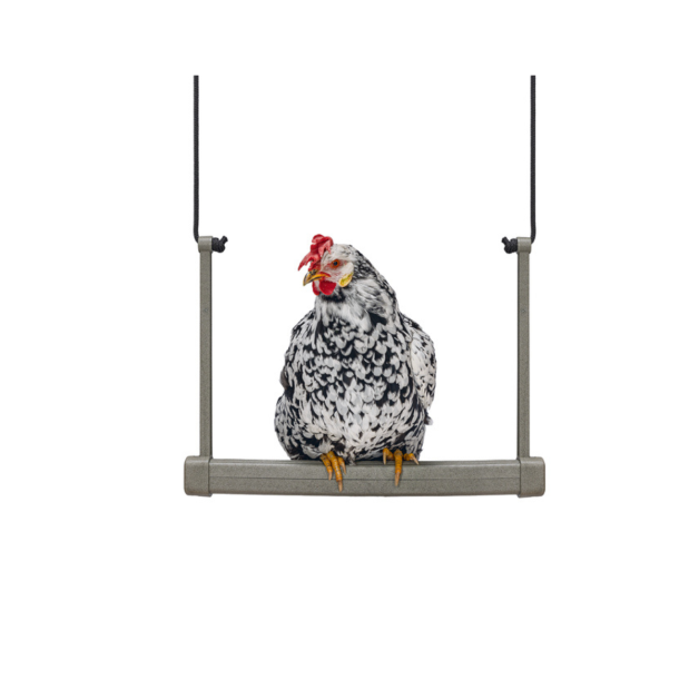 Balançoire en bois pour poule