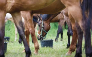 Offrez à vos chevaux une alimentation de qualité avec les produits Equilannoo