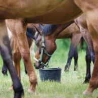 Bied uw paarden voeding van hoge kwaliteit met de producten van Equilannoo. Bied uw paarden voeding van hoge kwaliteit met de producten van Equilannoo.