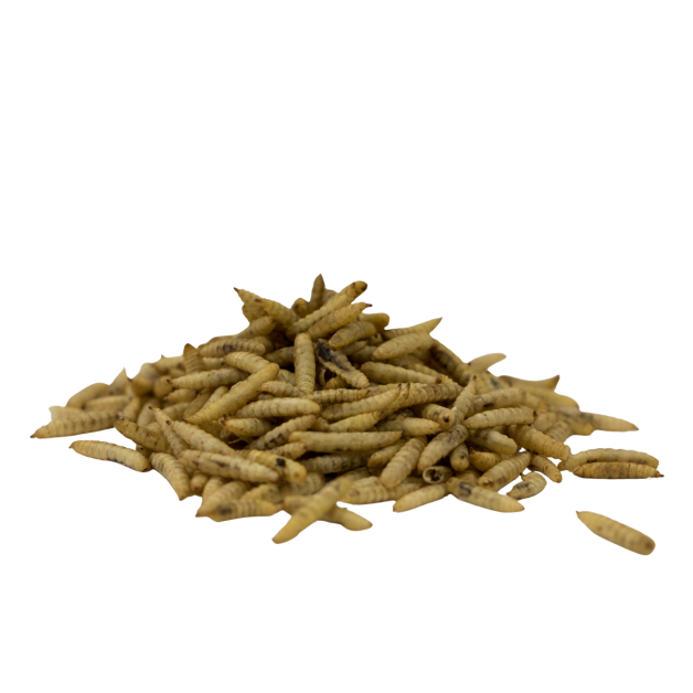 Aanvullend voer op basis van gedroogde larven Cripsy Worms Aanvullend voer op basis van gedroogde larven Cripsy Worms