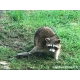 Raccoon trap