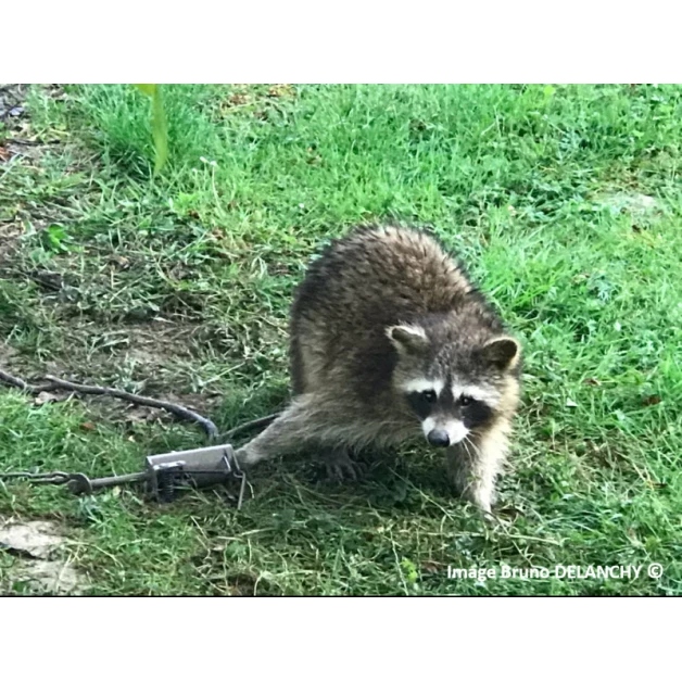 Raccoon trap Raccoon trap