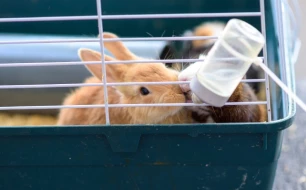 4 accessoires indispensables pour accueillir un premier lapin chez soi