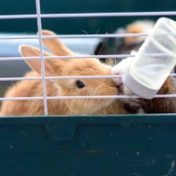 4 essential accessories for welcoming a first rabbit into your home 4 essential accessories for welcoming a first rabbit into your home