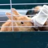 4 essential accessories for welcoming a first rabbit into your home
