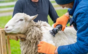 Animal clippers: cordless or corded, which one to choose? Animal clippers: cordless or corded, which one to choose?