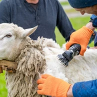 Tondeuse pour animaux : sur accu ou sur secteur, laquelle choisir ? Tondeuse pour animaux : sur accu ou sur secteur, laquelle choisir ?