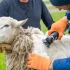 Tondeuse pour animaux : sur accu ou sur secteur, laquelle choisir ?