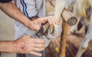 Choisir les bons outils pour le parage des onglons de vos ovins et caprins Choisir les bons outils pour le parage des onglons de vos ovins et caprins