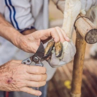 Choisir les bons outils pour le parage des onglons de vos ovins et caprins Choisir les bons outils pour le parage des onglons de vos ovins et caprins