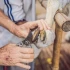 Choosing the right tools for trimming the hooves of your sheep and goats