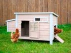 Chicken coops made of pine