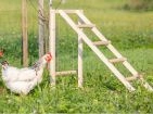 Games for chickens