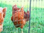 Nets for enclosures