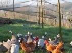 Aviary nets
