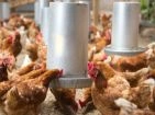 Poultry house equipment