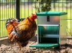 Chicken feeders