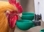 Chicken waterers