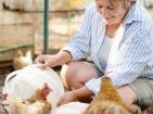 Chicken Coop Maintenance