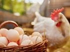Eggs and accessories