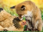 Care and pests