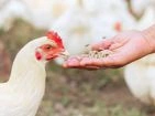 Supplements and vitamins for hens