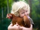 Care and disinfectants for chickens