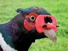 Anti-cannibalism for chickens