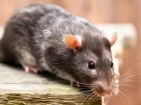 Raticides