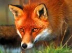 Anti-weasels and foxes