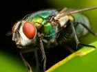 Fly repellent