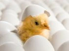 Incubators and egg candlers