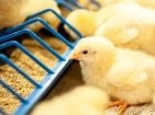 Elevage des poussins