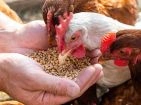 Poultry feed (chicks and adult hens)