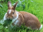 Le lapin