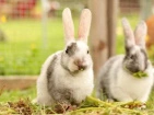 Abris et clapiers