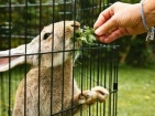 Cages for rodents