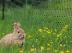 Fences and enclosures