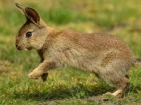 Rodent toys