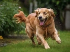 Le chien