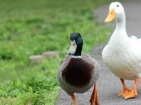 The Goose and the Duck