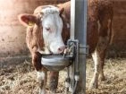 Water Troughs
