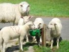 Classic water troughs