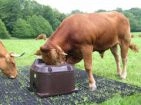 Insulated Water Troughs